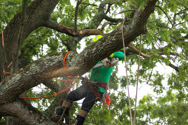 Best Seasonal Cleanup (Spring/Fall)  in USA